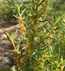 Gyrostemon australasicus