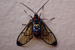 Gymnelia