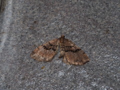 Anectropis semifascia