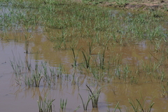 Crinum campanulatum