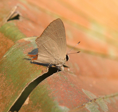 Rapala iarbus iarbus