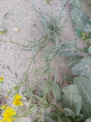 Senecio glaucus