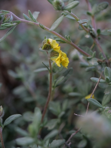 Sun-Rose (Helianthemum stipulatum)