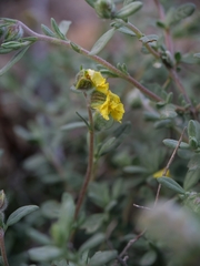 (c) Marios Thoma, some rights reserved (CC BY) Helianthemum stipulatum, photograph (c) Marios Thoma, some rights reserved (CC BY)