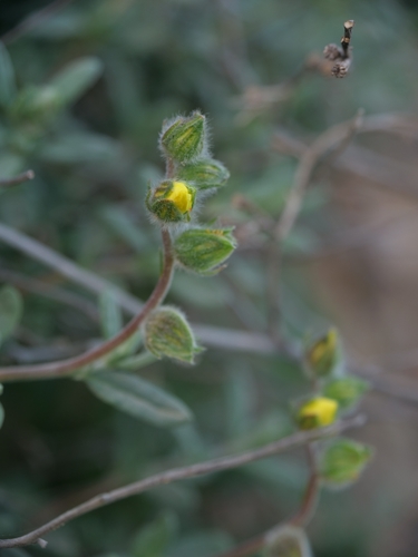 Helianthemum stipulatum, photograph 6