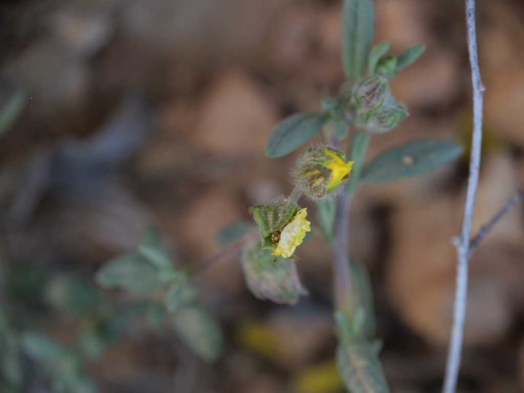 Helianthemum stipulatum; photograph (c) Marios Thoma, some rights reserved (CC BY)