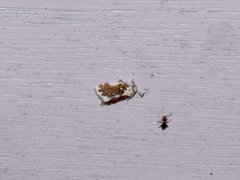 Pseudoadites frigida