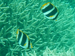 Chaetodon tricinctus