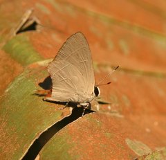 Rapala iarbus iarbus