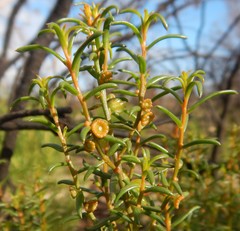 Gyrostemon australasicus