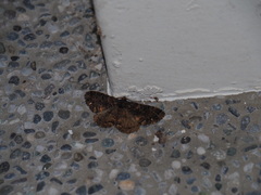 Parectropis subflava