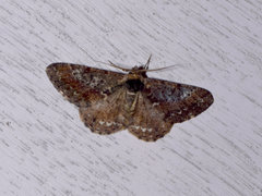 Harutalcis godavariensis