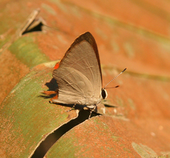 Rapala iarbus iarbus