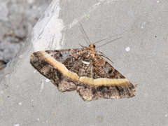 Harutalcis vialis