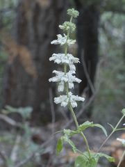 Collinsia tinctoria