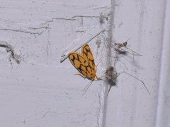 Miltochrista conjunctana