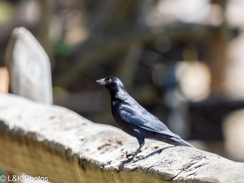 Screaming Cowbird (Molothrus rufoaxillaris), photo 3