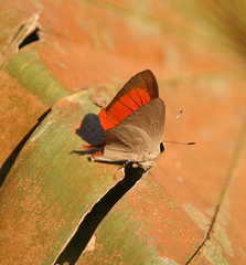 Rapala iarbus iarbus