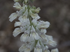 Collinsia tinctoria
