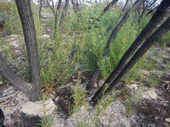 Gyrostemon australasicus