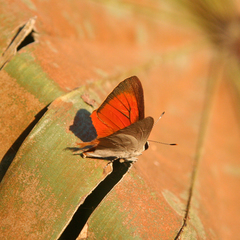 Rapala iarbus iarbus