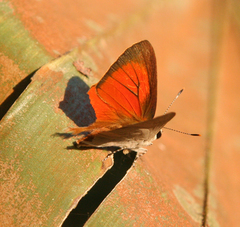 Rapala iarbus iarbus