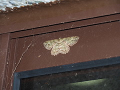 Paradarisa chloauges