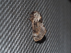 Cosmotriche discitincta