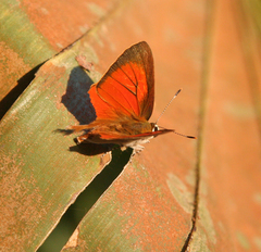 Rapala iarbus iarbus