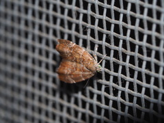 Choreutis achyrodes