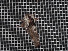 Cosmotriche discitincta