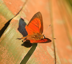 Rapala iarbus iarbus