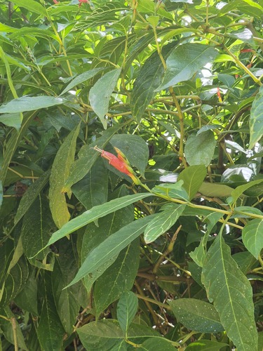 Sanchezia tigrina