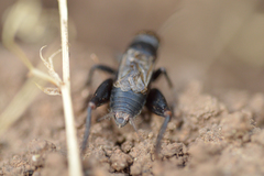 Modicogryllus frontalis