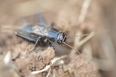 Modicogryllus frontalis