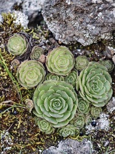 Aeonium aizoon