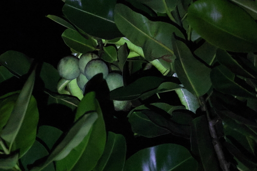 Green Vine Snake