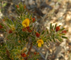 Phyllota remota