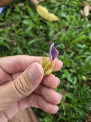 Clitoria fairchildiana, photograph author not stated, no rights reserved