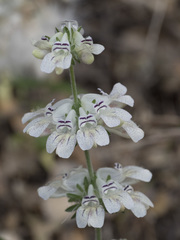 Collinsia tinctoria