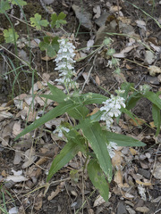 Collinsia tinctoria