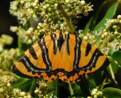 Callioratis abraxas