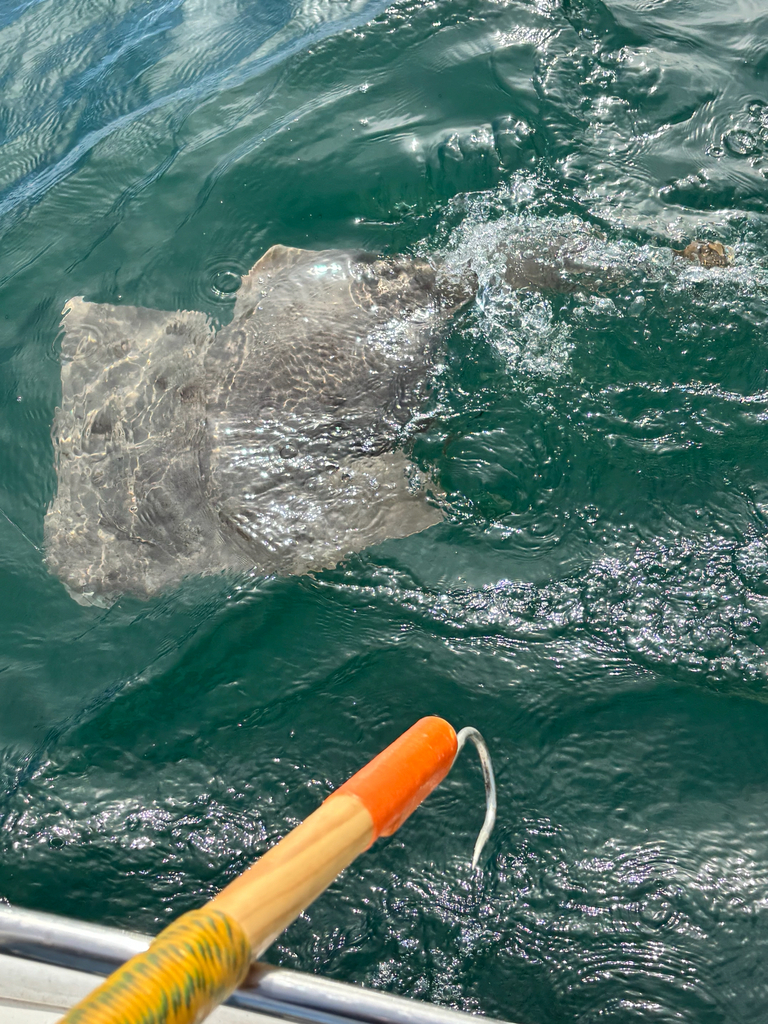 Angel shark (Squatina californica) — Squatinidae