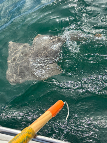 Angel shark (Squatina californica) — Squatinidae