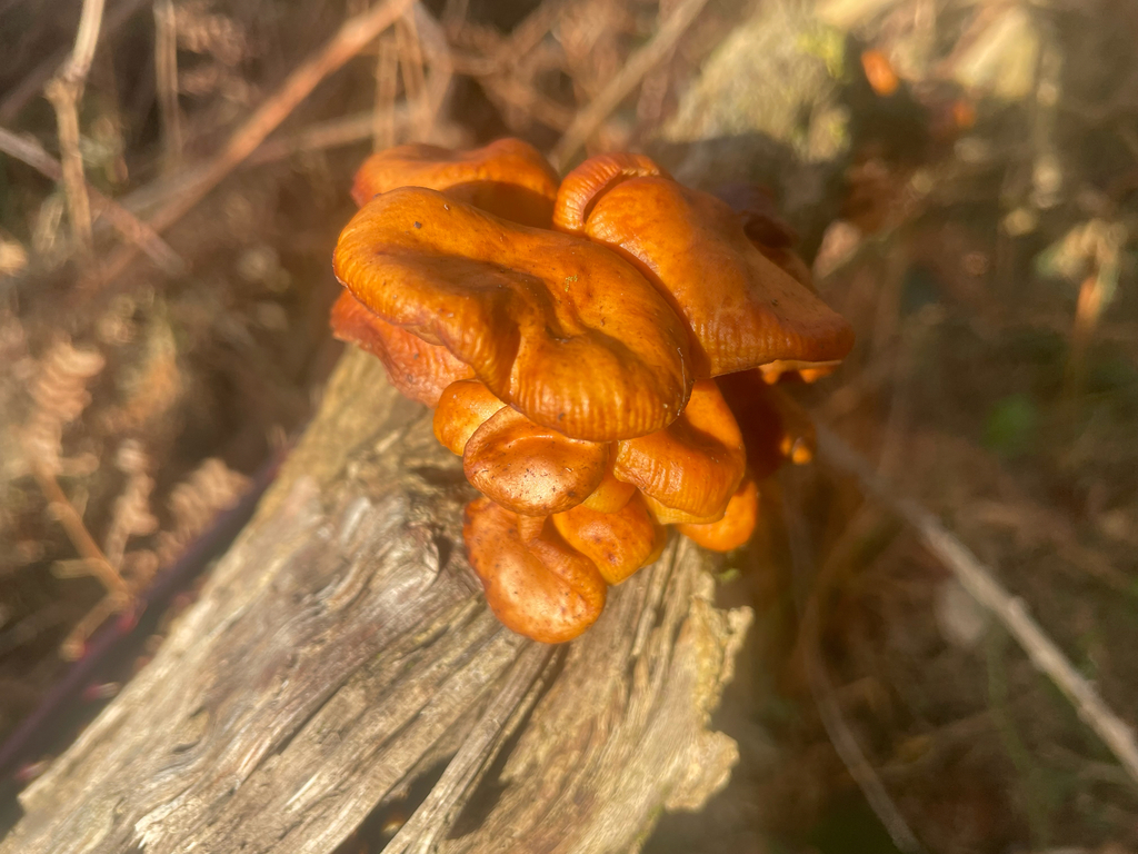 Flammulina · February 2026 · photo: © fernium (iNaturalist, cc-by)