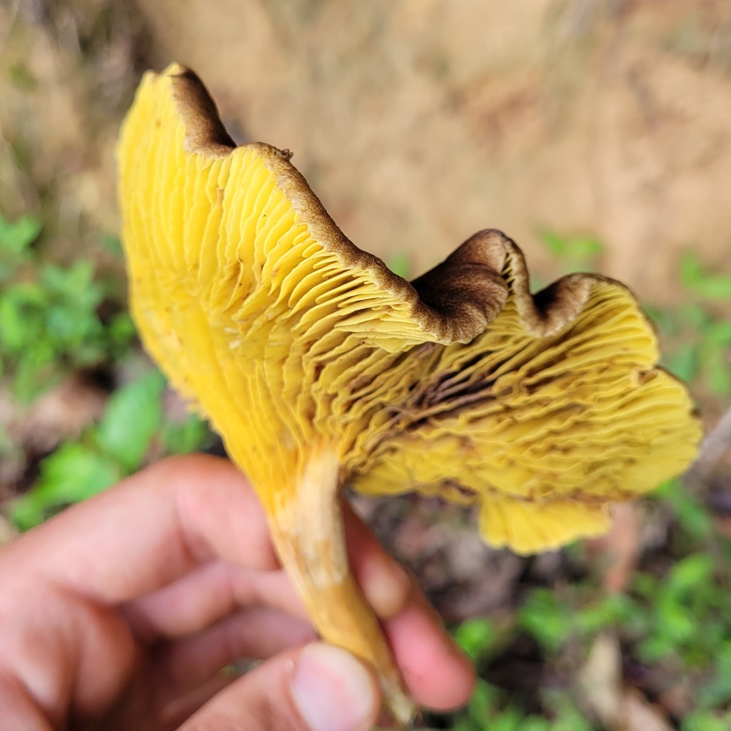 Phylloporus brunneiceps