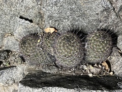 Mammillaria sheldonii