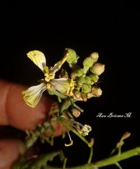 Raphanus raphanistrum