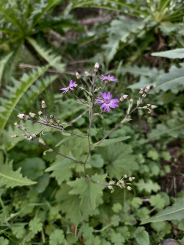 Pericallis tussilaginis, photograph 3