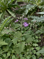 Pericallis tussilaginis, photograph (c) Ben Jobson, some rights reserved (CC BY)